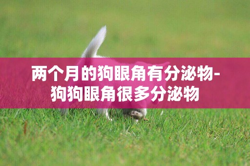兩個月的狗眼角有分泌物-狗狗眼角很多分泌物