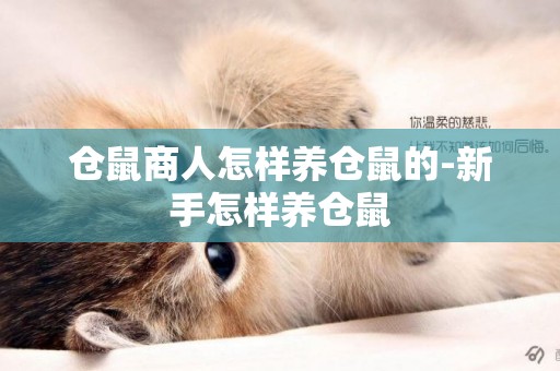 倉鼠商人怎樣養倉鼠的-新手怎樣養倉鼠