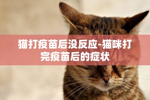 貓打疫苗后沒反應-貓咪打完疫苗后的癥狀