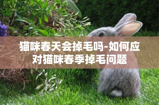 貓咪春天會掉毛嗎-如何應對貓咪春季掉毛問題