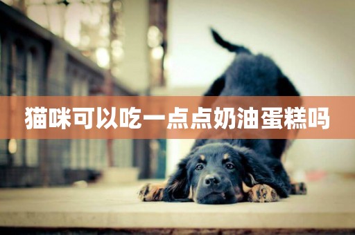 貓咪可以吃一點點奶油蛋糕嗎