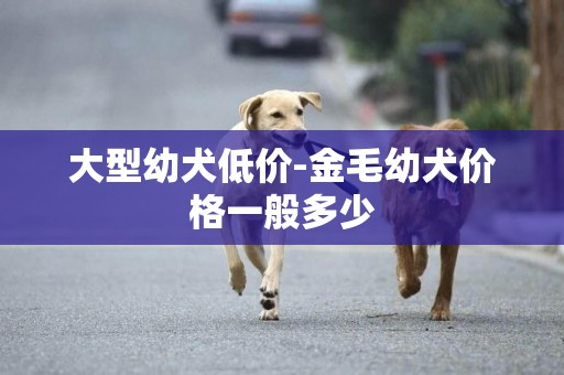大型幼犬低價-金毛幼犬價格一般多少