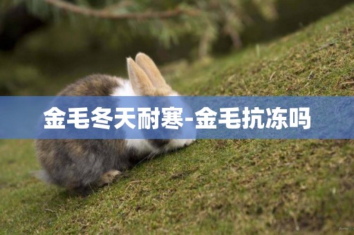 金毛冬天耐寒-金毛抗凍嗎