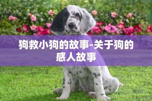 狗救小狗的故事-關于狗的感人故事