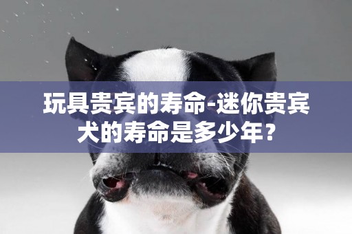 玩具貴賓的壽命-迷你貴賓犬的壽命是多少年？