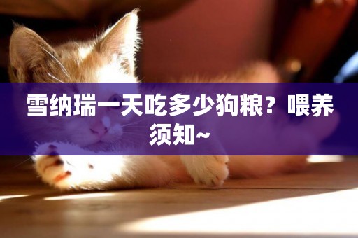 雪納瑞一天吃多少狗糧？喂養須知~