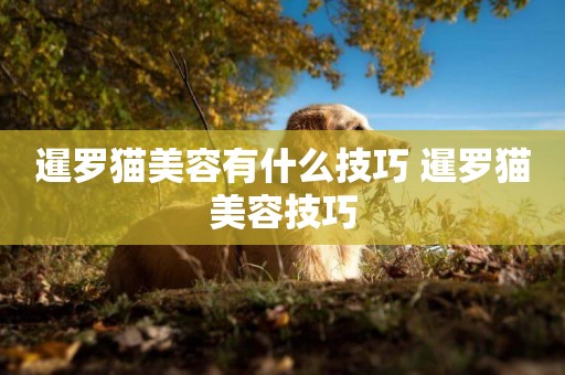 暹羅貓美容有什么技巧 暹羅貓美容技巧