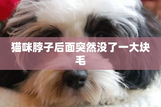 貓咪脖子后面突然沒了一大塊毛