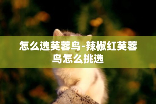 怎么選芙蓉鳥-辣椒紅芙蓉鳥怎么挑選