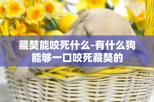 藏獒能咬死什么-有什么狗能夠一口咬死藏獒的
