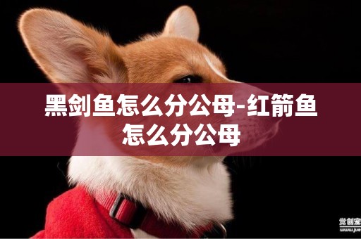 黑劍魚怎么分公母-紅箭魚怎么分公母