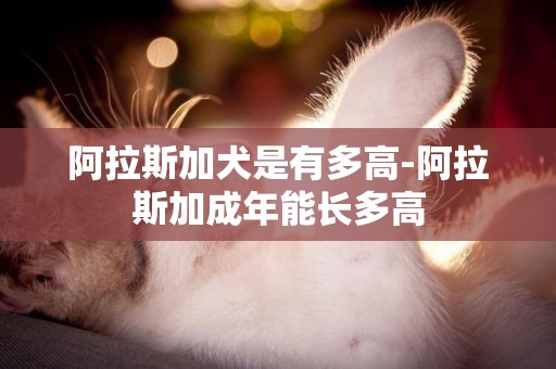 阿拉斯加犬是有多高-阿拉斯加成年能長多高