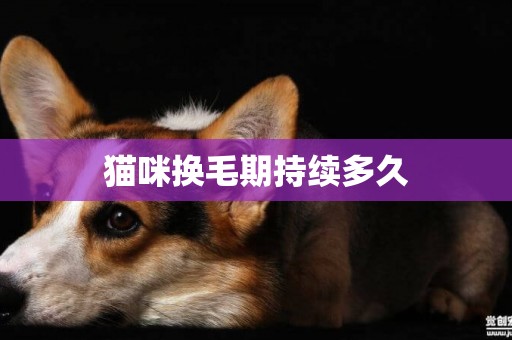 貓咪換毛期持續多久