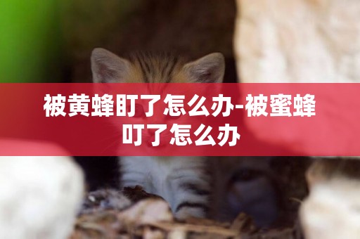 被黃蜂盯了怎么辦-被蜜蜂叮了怎么辦