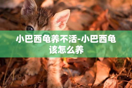 小巴西龜養不活-小巴西龜該怎么養