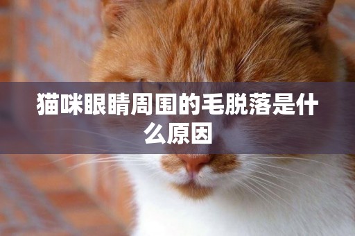 貓咪眼睛周圍的毛脫落是什么原因