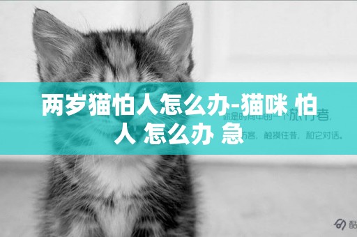 兩歲貓怕人怎么辦-貓咪 怕人 怎么辦 急