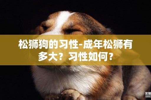 松獅狗的習性-成年松獅有多大？習性如何？