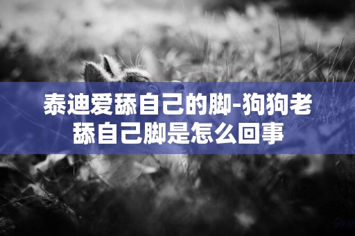 泰迪愛舔自己的腳-狗狗老舔自己腳是怎么回事