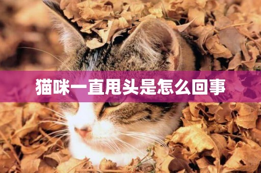 貓咪一直甩頭是怎么回事