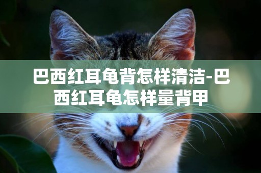 巴西紅耳龜背怎樣清潔-巴西紅耳龜怎樣量背甲