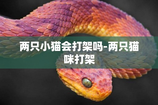 兩只小貓會打架嗎-兩只貓咪打架