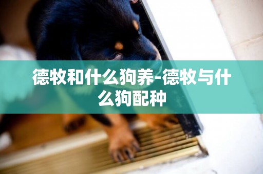 德牧和什么狗養-德牧與什么狗配種