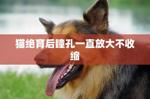 貓絕育后瞳孔一直放大不收縮