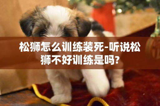 松獅怎么訓練裝死-聽說松獅不好訓練是嗎?