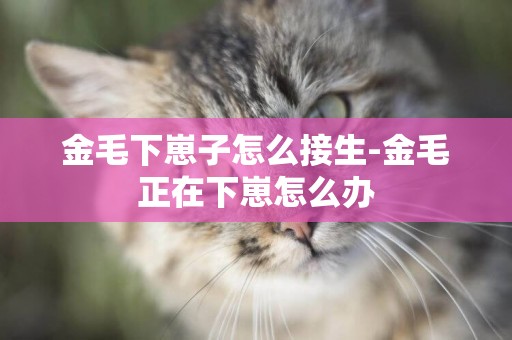 金毛下崽子怎么接生-金毛正在下崽怎么辦