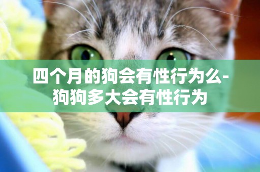 四個月的狗會有性行為么-狗狗多大會有性行為