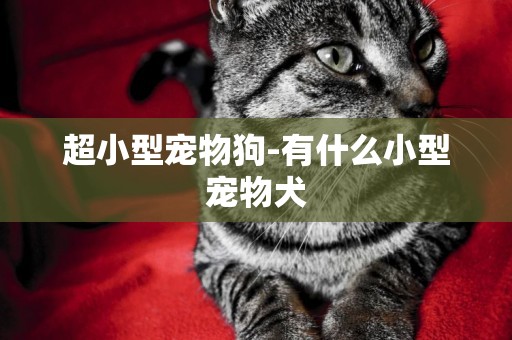 超小型寵物狗-有什么小型寵物犬