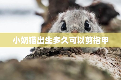 小奶貓出生多久可以剪指甲