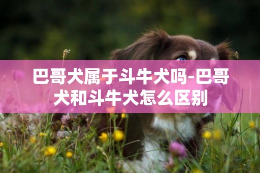 巴哥犬屬于斗牛犬嗎-巴哥犬和斗牛犬怎么區別