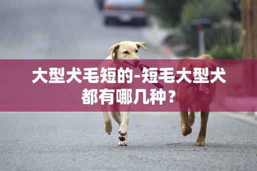 大型犬毛短的-短毛大型犬都有哪幾種？