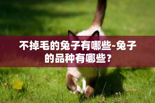 不掉毛的兔子有哪些-兔子的品種有哪些？