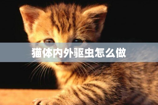 貓體內外驅蟲怎么做