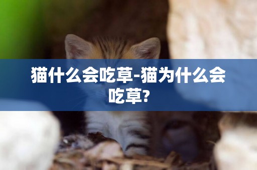 貓什么會吃草-貓為什么會吃草?