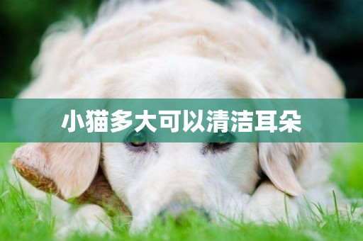 小貓多大可以清潔耳朵