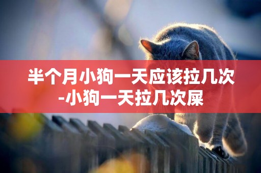 半個月小狗一天應該拉幾次-小狗一天拉幾次屎