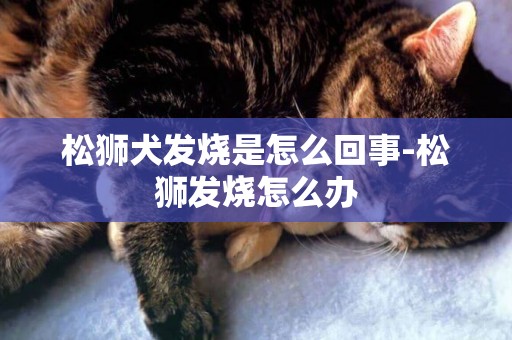 松獅犬發燒是怎么回事-松獅發燒怎么辦