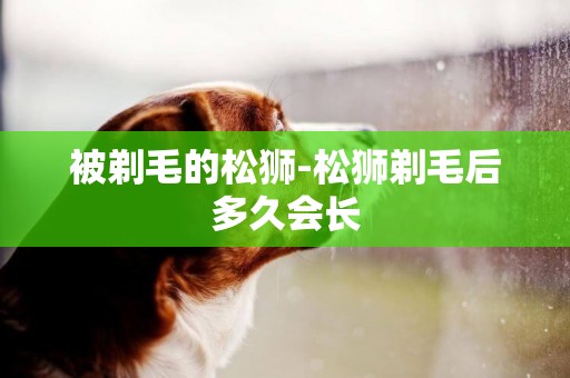 被剃毛的松獅-松獅剃毛后多久會長