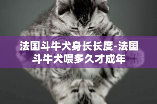 法國斗牛犬身長長度-法國斗牛犬喂多久才成年