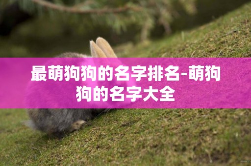 最萌狗狗的名字排名-萌狗狗的名字大全