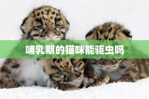 哺乳期的貓咪能驅蟲嗎