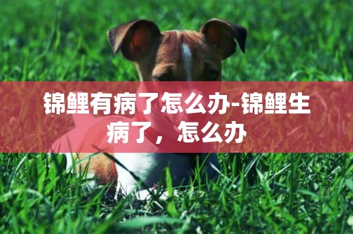 錦鯉有病了怎么辦-錦鯉生病了，怎么辦