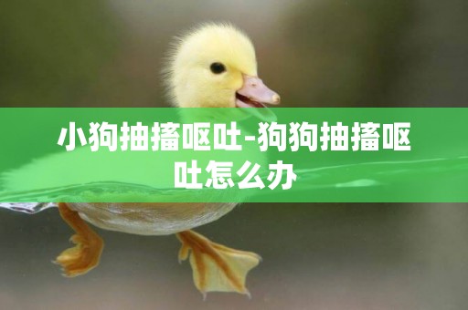 小狗抽搐嘔吐-狗狗抽搐嘔吐怎么辦