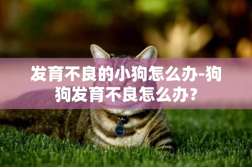 發育不良的小狗怎么辦-狗狗發育不良怎么辦？