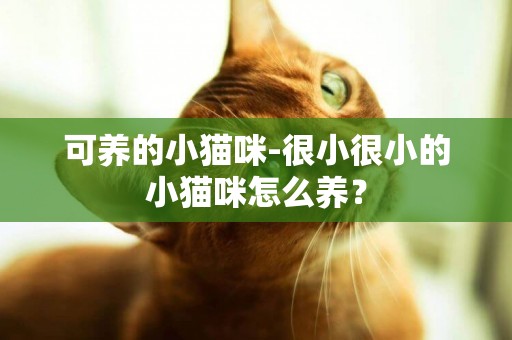 可養的小貓咪-很小很小的小貓咪怎么養？