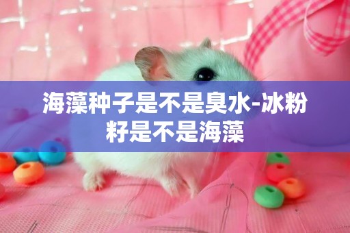 海藻種子是不是臭水-冰粉籽是不是海藻
